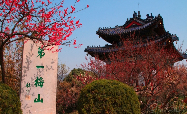 南京梅花山. 梅花节。