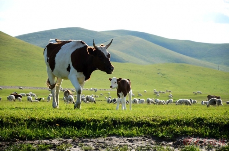 草原上的风景(八)——牛,羊,马儿跑