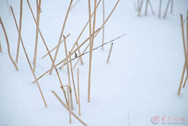 雪中漫花保暖内衣_雪中悍刀行图片