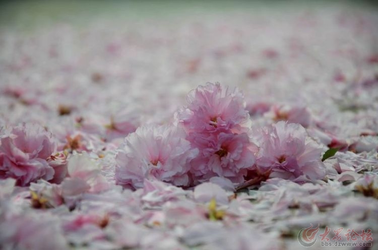 樱花满地