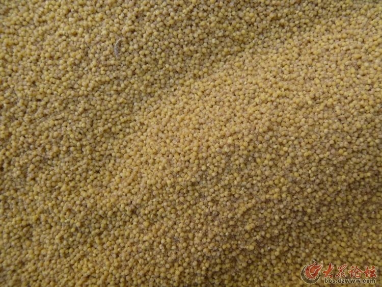 传统黄小米与原生态有机小米鉴别方法,谨防假