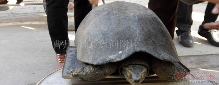 小伙捞出黄河百年老龟 要价一万寻买主