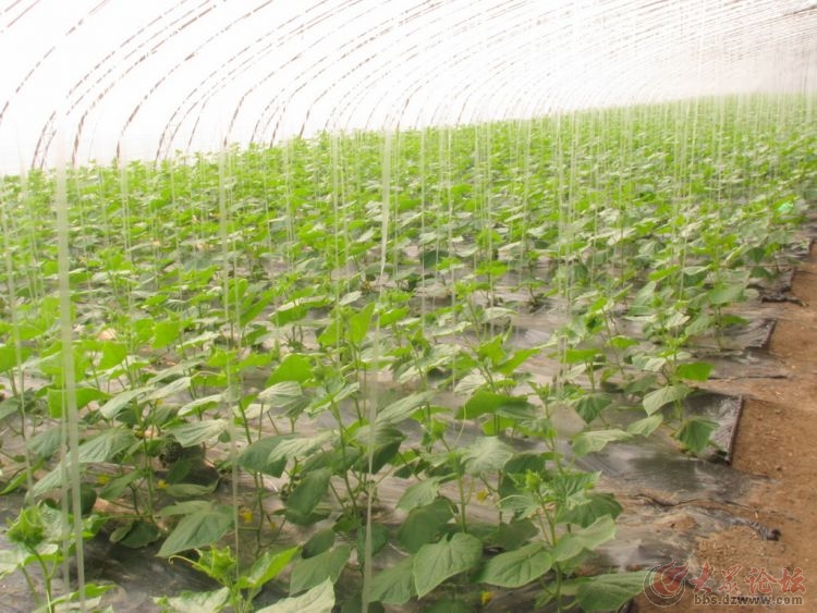 大棚种豆角 豇豆的栽培技术