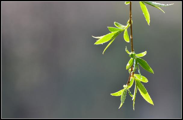 雨过条风着柳芽 淡黄浅绿嫩如花