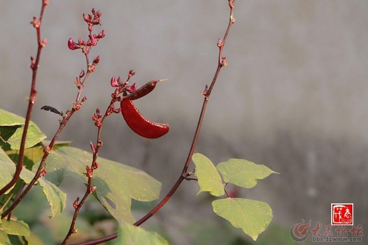 我等到花儿都谢了简谱_我等到花儿也谢了简谱(3)