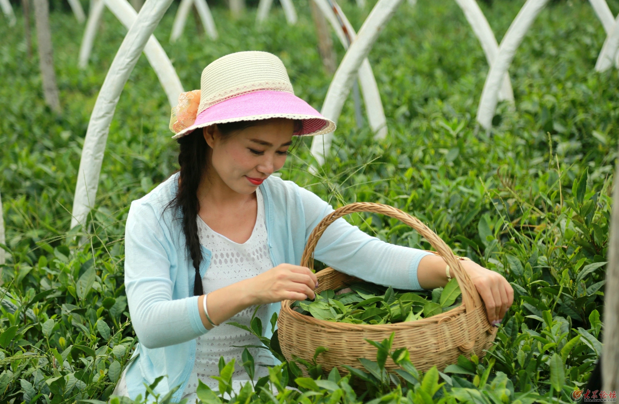 采茶女-茶树似琴弦 秀指嫩尖弹