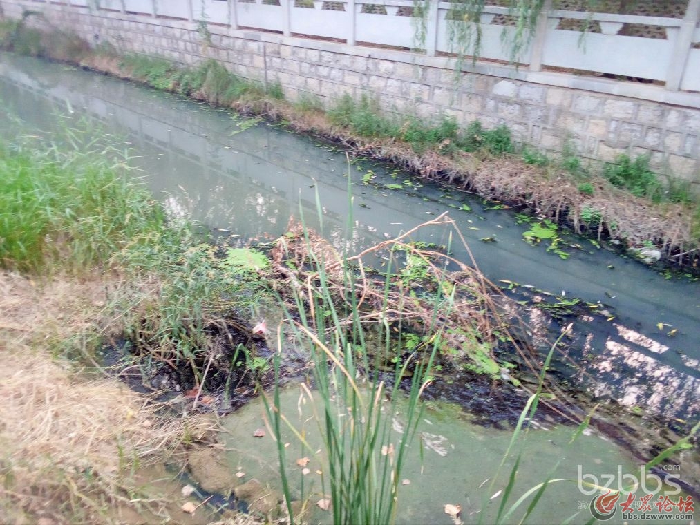 滨州最肮脏污水沟——码堡沟！求治理