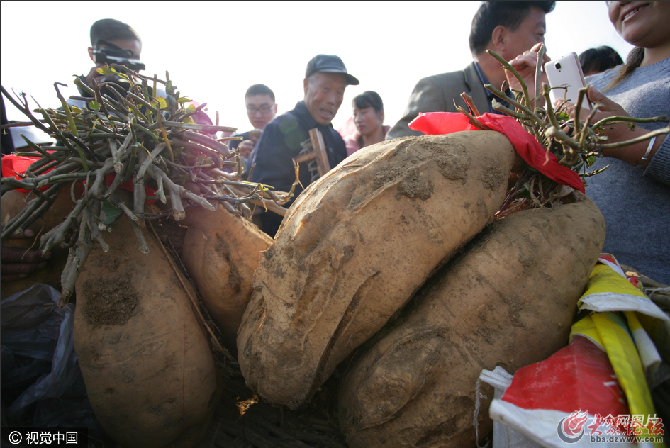 日照67.5斤重单株地瓜夺“地瓜王”