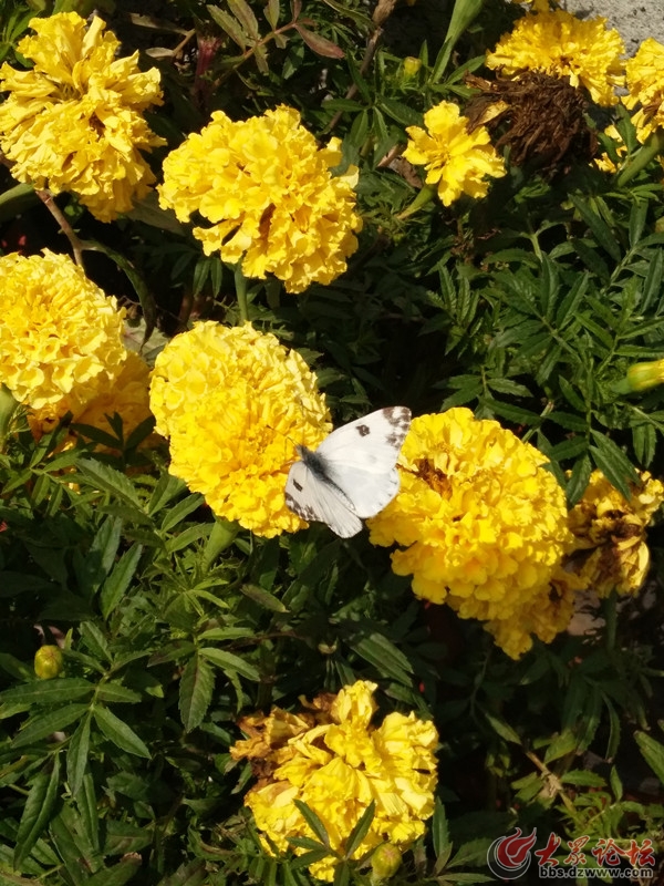 不是花中偏爱菊，此花开尽更无花