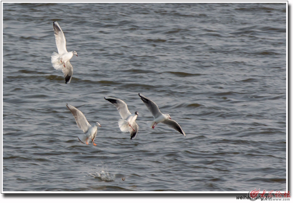 安丘市大汶河国家城市湿地公园来了海鸥