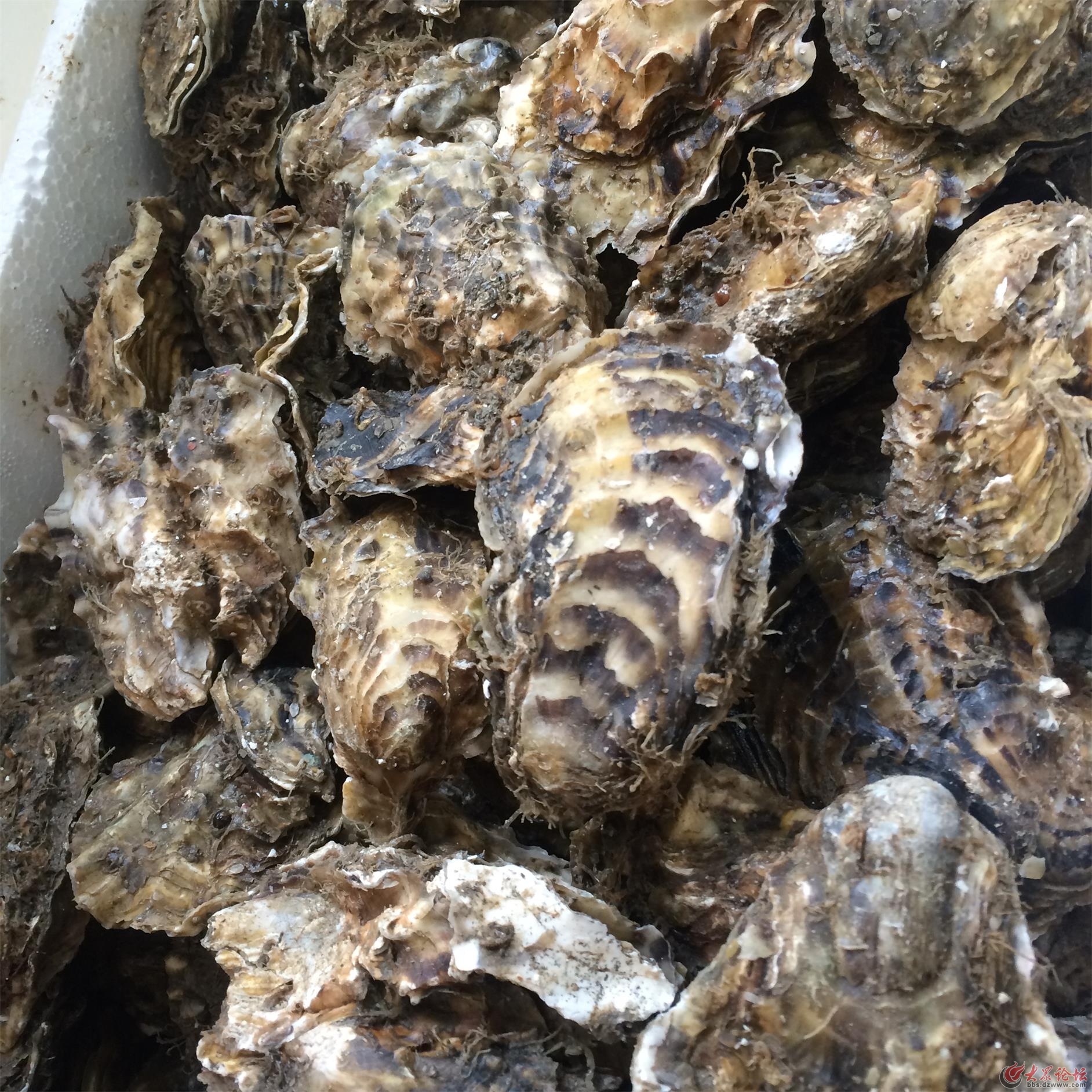 日照市任家台海洋牧场出产优质牡蛎200吨