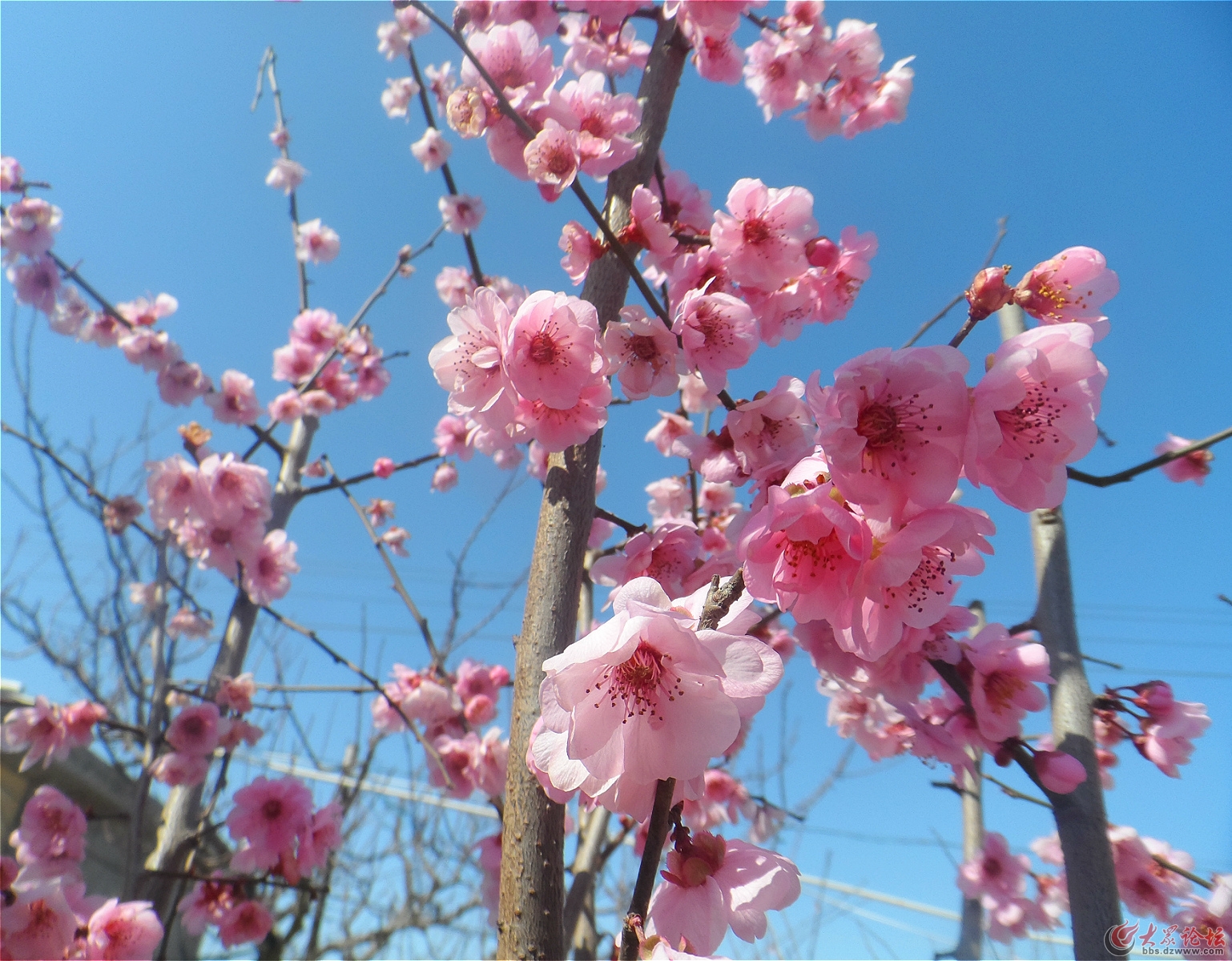 【春天的色彩】又是一年桃花开 - 众拍作品发布