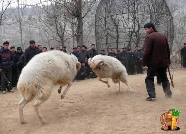 斗羊大会你见过吗？？