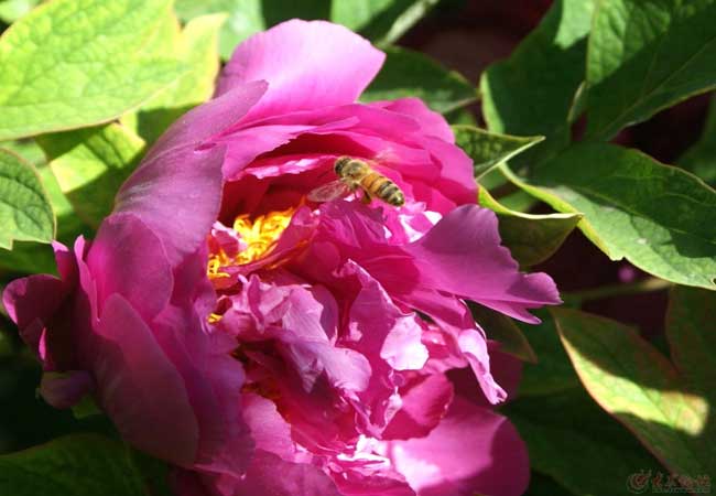 唯有牡丹真国色，开花时节动京城