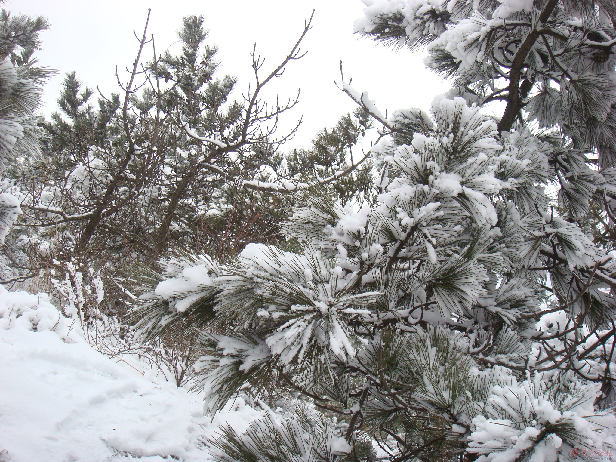 甲午奎山松雪 - 日照論壇2014年度貼文歸類 - 大眾論壇