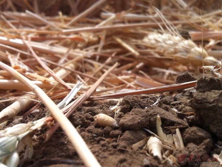 一粒麦子落在土里歌谱图片