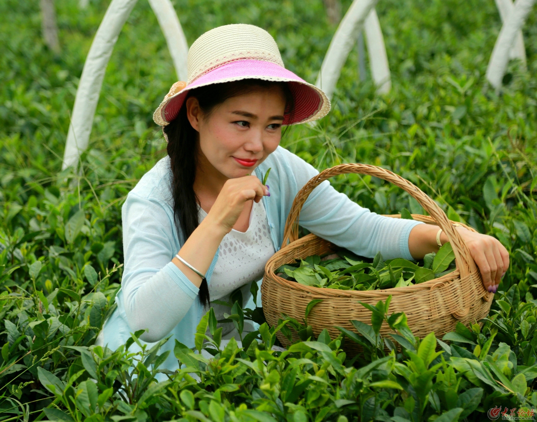 漂亮的采茶女孩图片图片