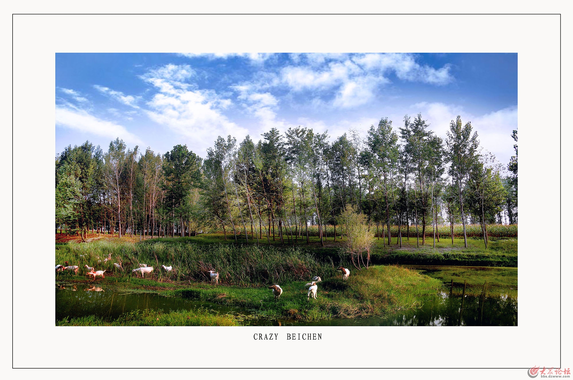 菏泽万福河湿地公园图片