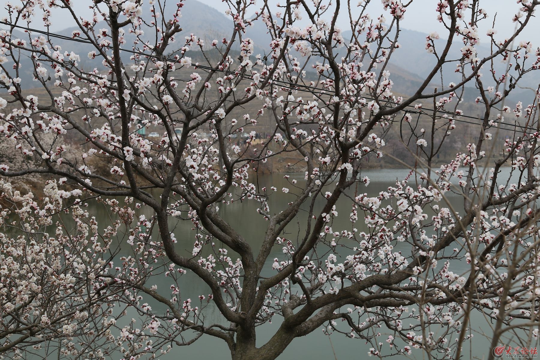 鮮豔亮麗